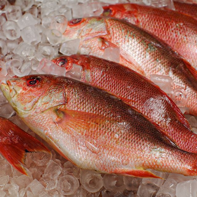 Wild Red Snapper