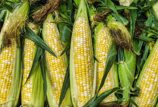 Corn